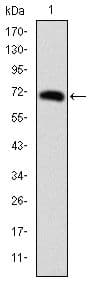 FOXP2 Antibody (clone 5C11A8)