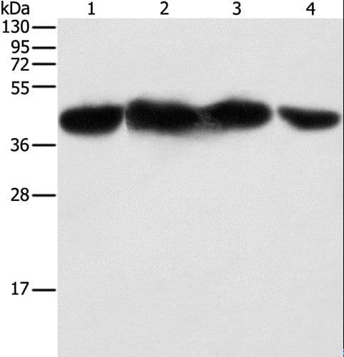 PGK2 Antibody