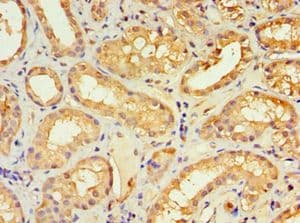 Polyclonal Rabbit anti-Human KLRC1 / NKG2A / CD159a Antibody (aa114-233, IHC)