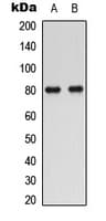 Polyclonal Rabbit anti-Human SLC5A3 Antibody (Internal, IHC, WB)