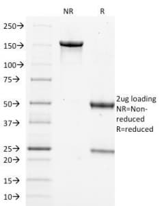 FLG / Filaggrin Antibody (clone FLG/1562, Azide-free, BSA-free)