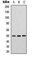 PTP1B Antibody (N-Terminus)