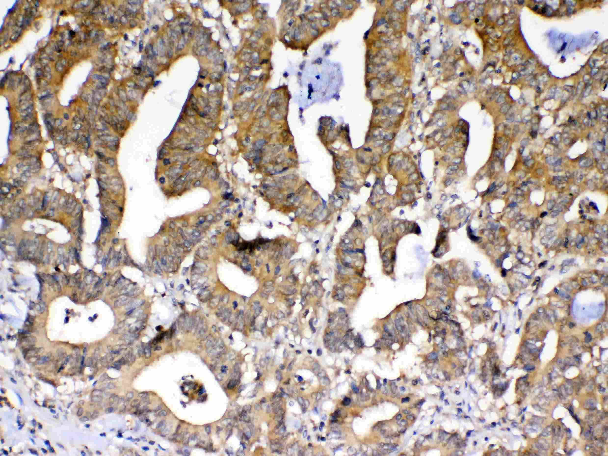 PPID / Cyclophilin D Antibody