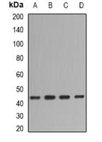 FMOD / Fibromodulin Antibody