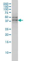 Monoclonal Mouse anti-Human TAF7 Antibody (clone 2C5, IHC, IF, WB)