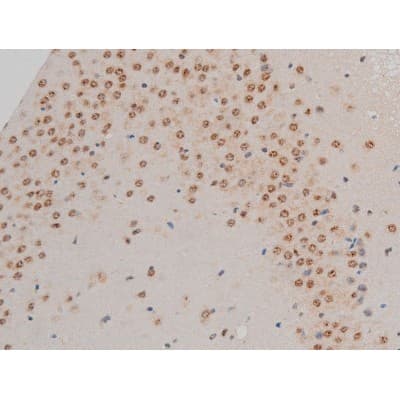 Polyclonal Rabbit anti-Human GFAP Antibody (phospho-Ser38, IHC, IF, WB)