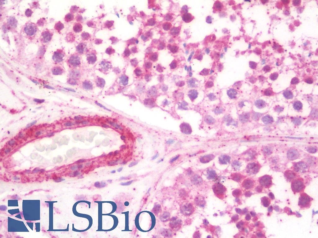 IHC-plus™ BHLHA15 Antibody