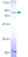 Human RBMS1 Protein (Recombinant GST)