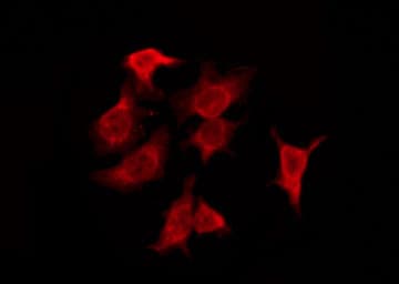 OR4F6 Antibody