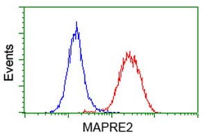 MAPRE2 / EB2 Antibody (clone OTI3C7)