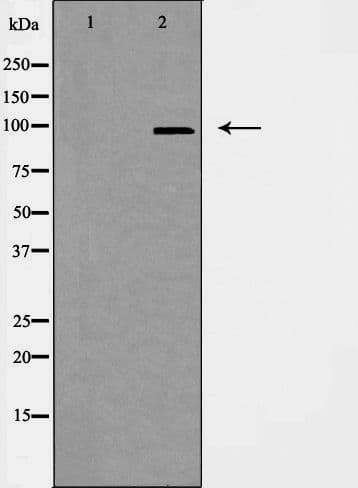 CEP97 Antibody