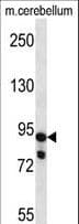 USP45 Antibody (aa309-338)