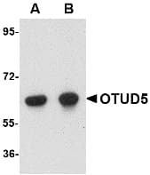 Polyclonal Rabbit anti-Human OTUD5 Antibody (IHC, IF, WB)
