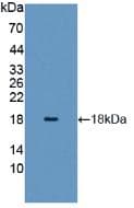 Histone H3 Antibody (aa1-136, Cy3)