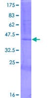 Human RNASE7 Protein (Recombinant GST)