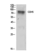 CD144 / CDH5 / VE Cadherin Antibody