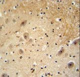 DCAF13 / WDSOF1 Antibody (aa369-398)
