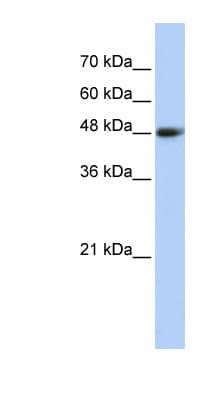 CPN1 Antibody (aa323-372)