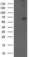 CYP2J2 Antibody (clone OTI2A9, Carrier-free)