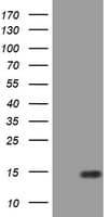 Paraplegin / SPG7 Antibody (clone OTI5H7)