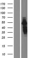 SH3P7 / HIP-55 Protein (Over-Expression Lysate Myc-DDK (Flag))