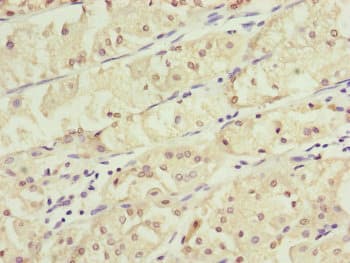 KANSL3 Antibody
