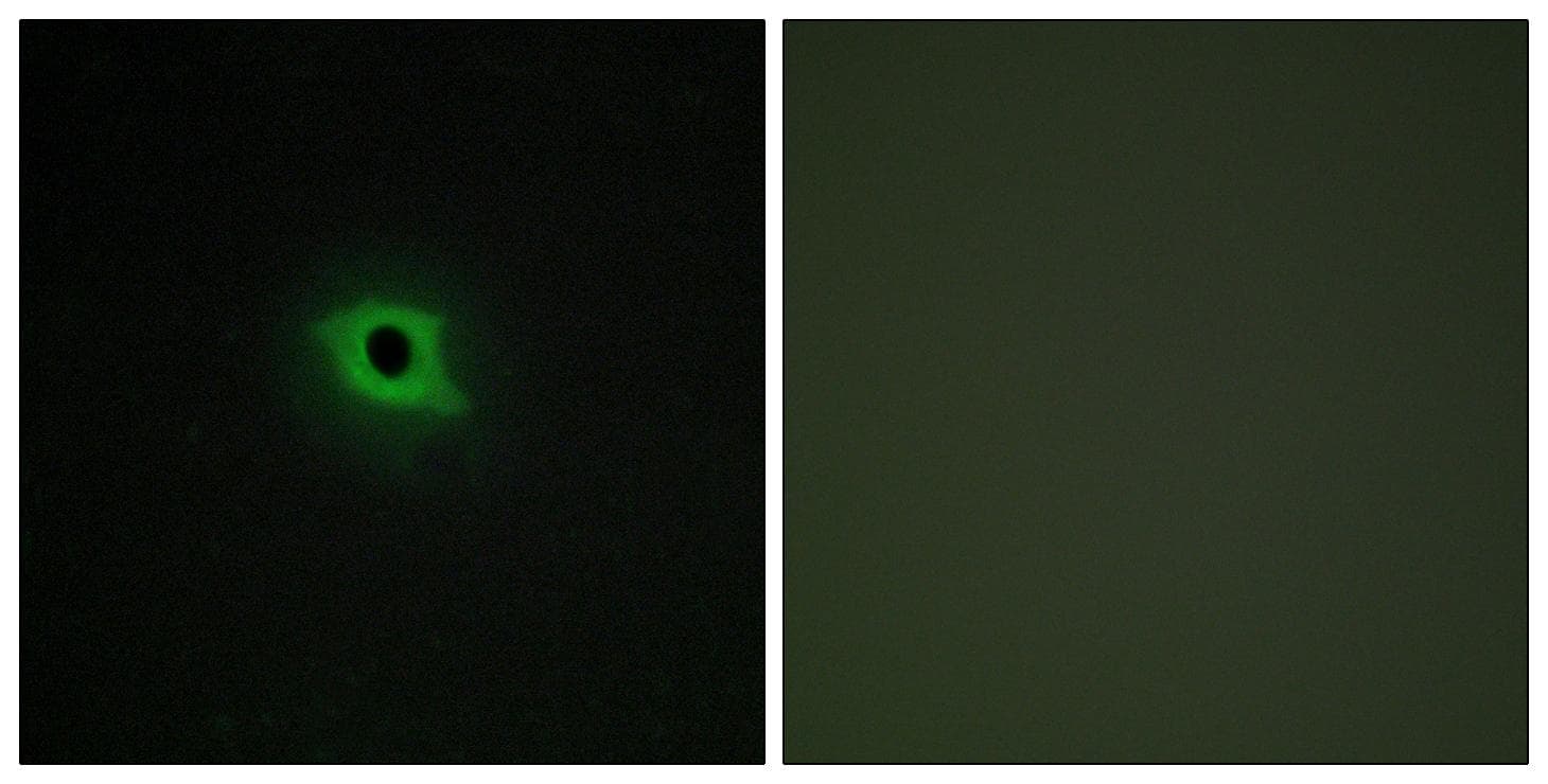 DGKK Antibody
