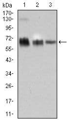 Monoclonal Mouse anti-Human TRAFD1 / FLN29 Antibody (clone 8E6E7, Amino Acid: 401-582, IF, WB)