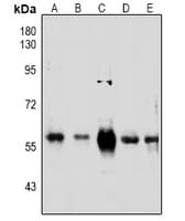 PINK1 Antibody