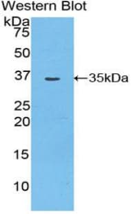 MYO1D Antibody (aa512-788)