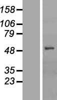 Human SLCO1B1 / OATP2 Protein (Over-Expression Lysate Myc-DDK (Flag))