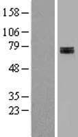 Human SDHA Protein (Over-Expression Lysate Myc-DDK (Flag))