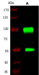 CD44 Antibody (clone 1C11H1, Preservative Free)