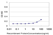 Monoclonal Mouse anti-Human MAPK11 / SAPK2 / p38 Beta Antibody (clone 1F9, WB)