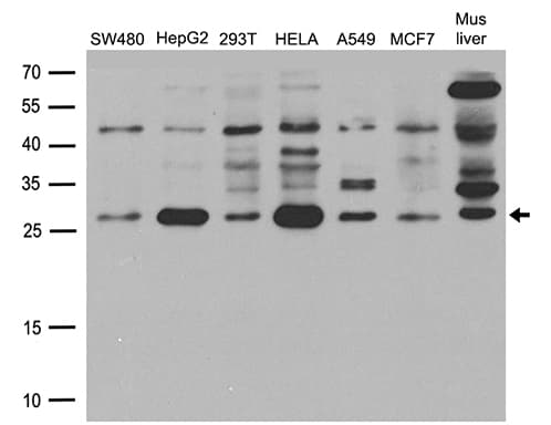 Polyclonal Rabbit anti-Human HSPB1 / HSP27 Antibody (WB)