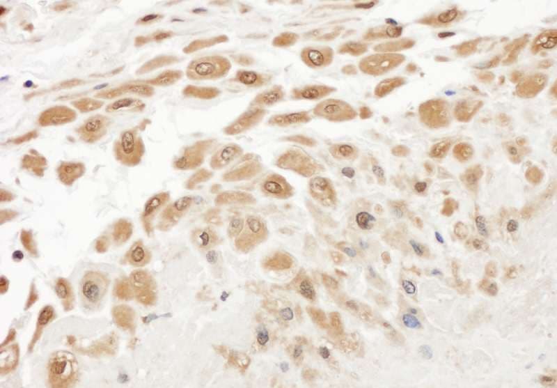 NAMPT / Visfatin Antibody (aa400-450)