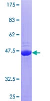 Human CAPS Protein (Recombinant GST)