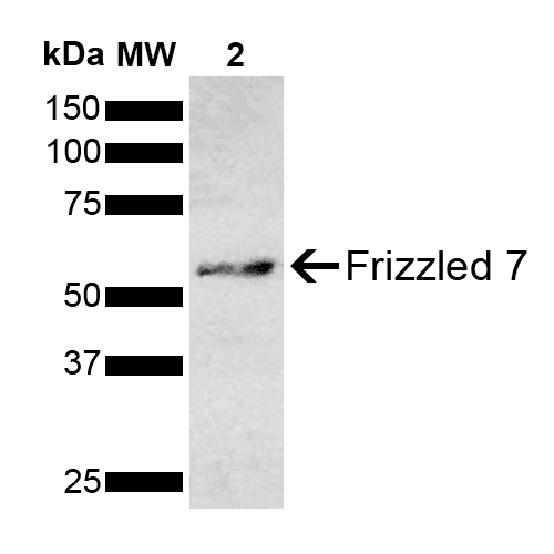 FZD7 / Frizzled 7 Antibody (PerCP)