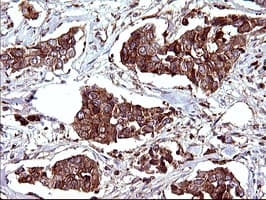 SCAMP2 Antibody (clone OTI3C2)