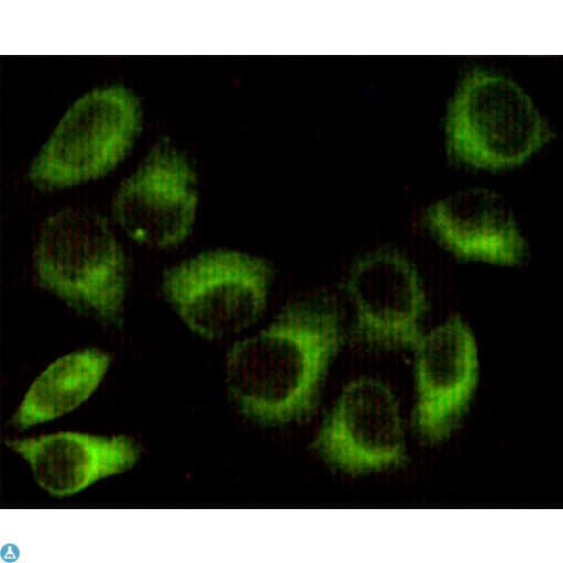 Monoclonal Mouse anti-Human PRKAB1 / AMPK Beta 1 Antibody (WB)