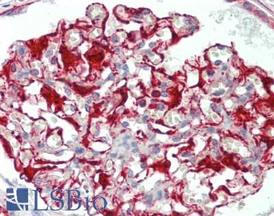 IHC-plus™ CHRM1 / M1 Antibody (270-350 aa, Internal)