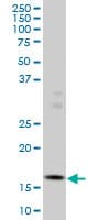 ID3 Antibody (clone 4G1)