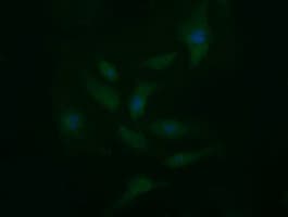 CD33 Antibody (clone OTI2A1, Carrier-free)