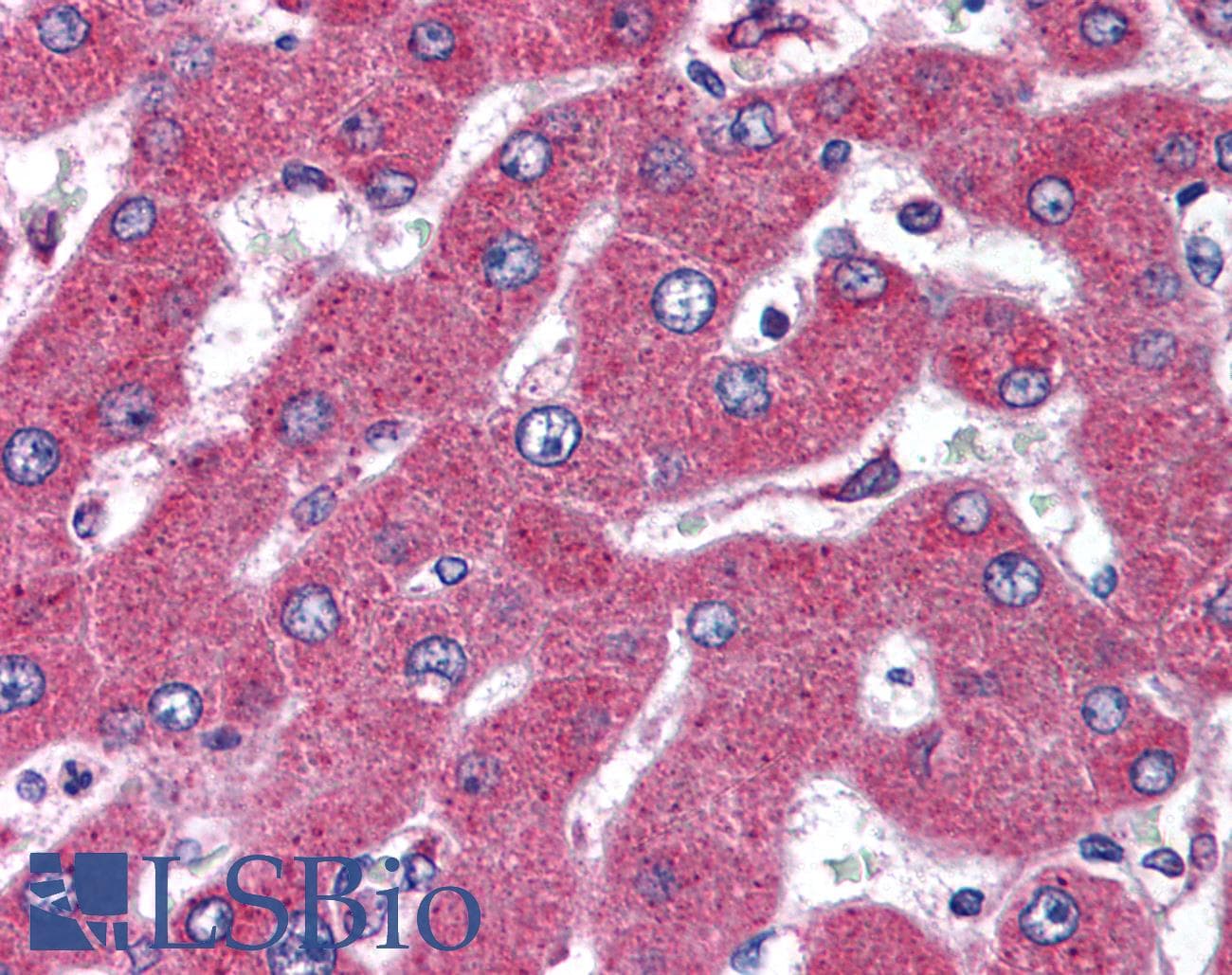 IHC-plus™ RNF174 / MARCH4 Antibody (aa300-350)