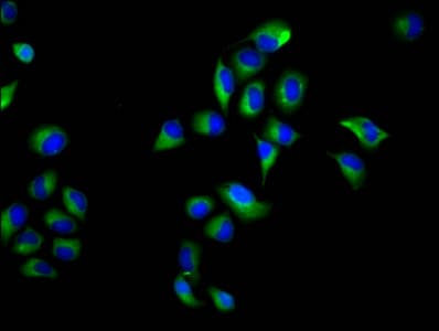 Polyclonal Rabbit anti-Human NOXO1 Antibody (IHC, IF)