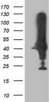 Monoclonal Mouse anti-Human NEU2 / Sialidase 2 Antibody (clone OTI5E1, IF, WB)