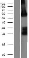 ADAMTSL1 Protein (Over-Expression Lysate Myc-DDK (Flag))