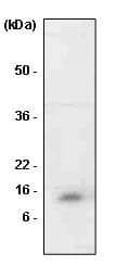 IHC-plus™ MIF Antibody (clone 4E4)