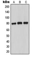 Polyclonal Rabbit anti-Human MARCKS Antibody (phospho-Ser163, WB)