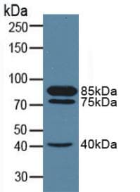 MME / CD10 Antibody (aa382-538, Cy3)